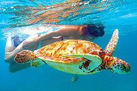 Sea Turtles Snorkeling Tour
