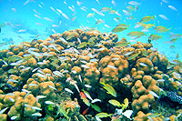 Snorkeling at Yal Ku in Akumal