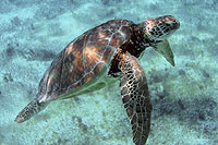 Playa del Carmen Zodiac Tour