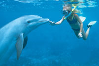 Dolphin Swimming Playa del Carmen