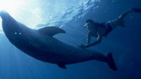 Playa del Carmen Dolphin Swim Adventure
