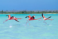Rio Lagartos Flamingo Sanctuary