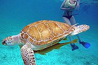 Akumal Bay Sea Turtles