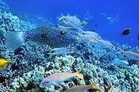 Puerto Morelos Coral Reef