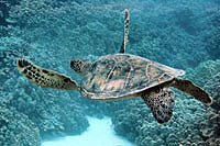 Sea Turtle on the reef at Puerto Morelos