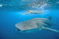 Snorkeling with Whale Sharks