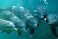 Swim With Dolphins at Xcaret
