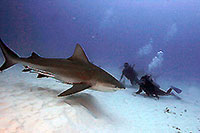 Bull Sharks Playa del Carmen