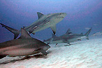 Playa del Carmen Bull Shark Scuba Diving
