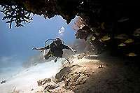 Playa del Carmen Diving